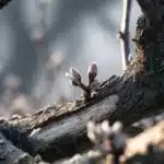 Przycinanie drzew owocowych: błędy, które niszczą plony — czy robisz je w swoim sadzie?