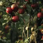 Podlewasz drzewa owocowe? Ten błąd niszczy plony u 8 na 10 ogrodników