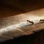 Puder dla niemowląt odstrasza mrówki? Ten domowy trik działa lepiej, niż myślisz