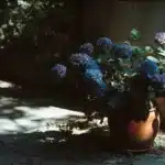 Gdzie sadzić hortensję? Ekspozycja, głębokość i podlewanie, które decydują o wszystkim