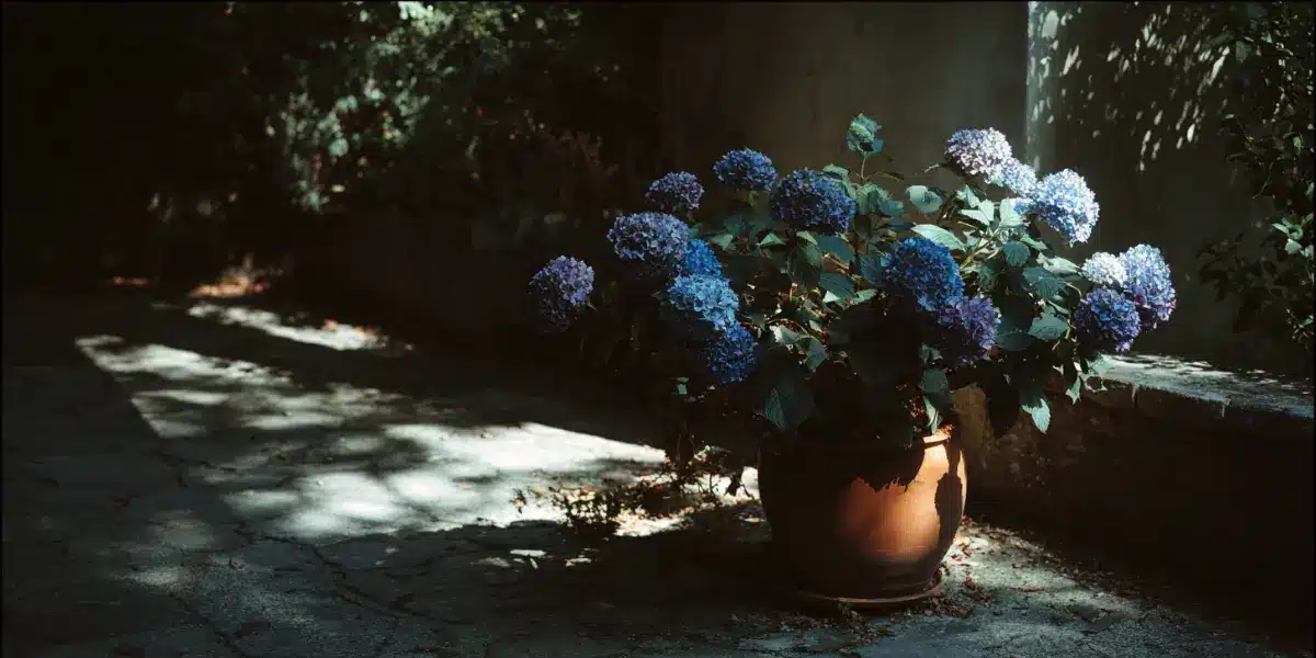 Gdzie sadzić hortensję? Ekspozycja, głębokość i podlewanie, które decydują o wszystkim