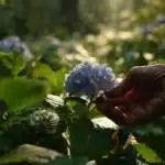 Hortensje nie kwitną? Prawdopodobnie sadzisz je w złym miejscu i nie wiesz o tym od lat