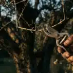 Przycinanie oliwki na przełomie zimy i wiosny: co musisz wiedzieć, żeby zebrać dobre owoce