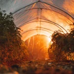 Mobilna szklarnia z folii i rurek PVC: zbudujesz ją w weekend, plony zbierzesz przez cały rok