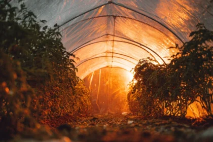 Mobilna szklarnia z folii i rurek PVC: zbudujesz ją w weekend, plony zbierzesz przez cały rok