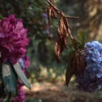 Różanecznik kontra hortensja: która roślina da sobie radę w twoim ogrodzie bez ciągłej pomocy?