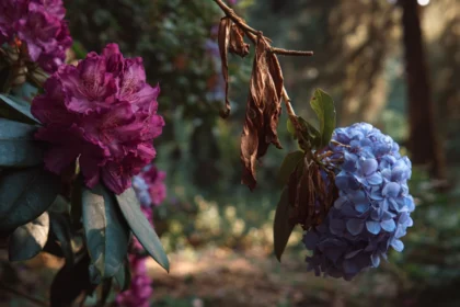 Różanecznik kontra hortensja: która roślina da sobie radę w twoim ogrodzie bez ciągłej pomocy?