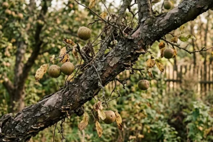 7 klasycznych błędów, które niszczą zdrowie twojego sadu