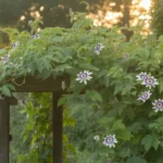 7 pnączy o szybkim wzroście, które odmienią twój ogród w jeden sezon