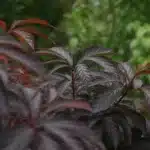 Ciemne liście pęcherznic i bzu czarnego w ogrodzie – trend 2026 na rośliny ozdobne bez podlewania