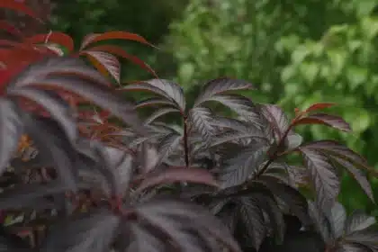 Ciemne liście pęcherznic i bzu czarnego w ogrodzie – trend 2026 na rośliny ozdobne bez podlewania