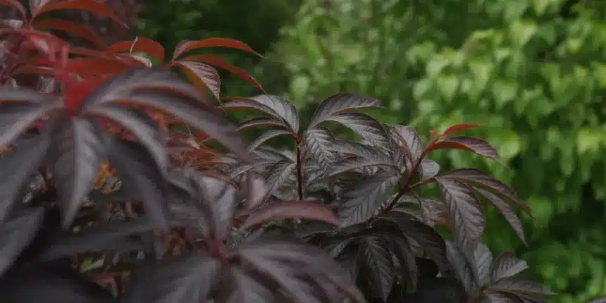 Ciemne liście pęcherznic i bzu czarnego w ogrodzie – trend 2026 na rośliny ozdobne bez podlewania