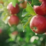 Dlaczego owoce opadają za wcześnie błędy cięcia, nawożenia czy środowisko