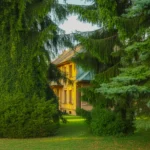 Drzewo przy domu sztuczka, która może uchronić twój dom przed włamaniem