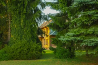 Drzewo przy domu sztuczka, która może uchronić twój dom przed włamaniem