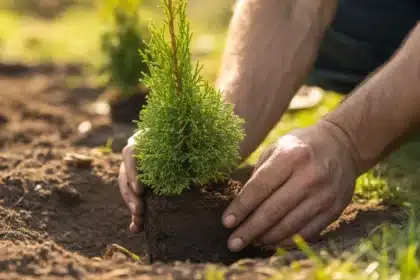 Sadzenie iglaka wiosną w ogrodzie – jak uniknąć błędów przy sadzeniu w 2026