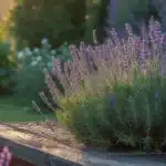 Lawenda wąskolistna kwitnąca przy tarasie – naturalna ochrona przed kleszczami w ogrodzie