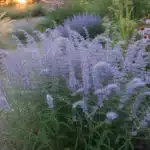 Perowskia łobodolistna w pełnym kwitnieniu – mało znana roślina stepowa odporna na suszę i upały