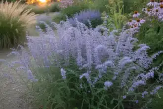 Perowskia łobodolistna w pełnym kwitnieniu – mało znana roślina stepowa odporna na suszę i upały