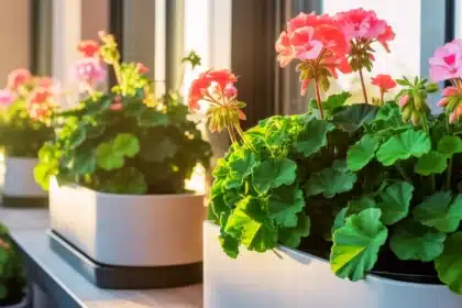 Technika skandynawska – zdrowe rośliny balkonowe bez codziennego podlewania