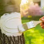 Masło orzechowe w ogrodzie ten trik zmienia sposób, w jaki pielęgnujesz drzewa owocowe