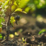 Najgorsze błędy w pielęgnacji po posadzeniu drzewa owocowego (i ich wpływ na plony)