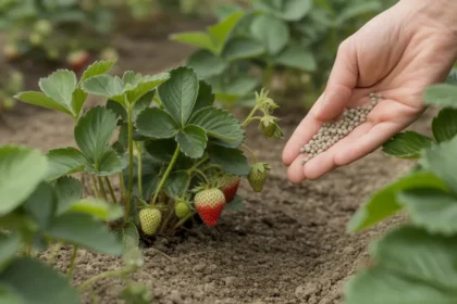 Nawożenie truskawek przed sezonem błąd, który popełnia 9 na 10 ogrodników