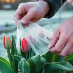 Pierwsze przymrozki nocne w marcu jak zabezpieczyć rośliny przed nagłym powrotem zimy