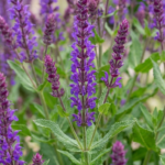 Posadź te 5 bylin przed 31 marca i zapomnij o podlewaniu przez całe lato