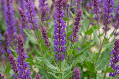 Posadź te 5 bylin przed 31 marca i zapomnij o podlewaniu przez całe lato