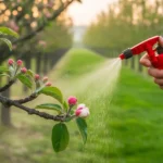 Przed kwitnieniem jabłoni zostało mało czasu oto co zrobić, żeby nie żałować latem