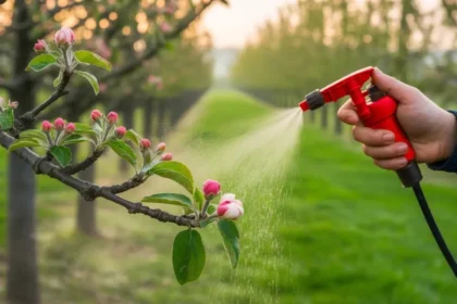 Przed kwitnieniem jabłoni zostało mało czasu oto co zrobić, żeby nie żałować latem