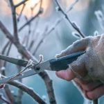 Przycinanie drzew owocowych w odpowiednim momencie prawda, której nikt ci nie mówi