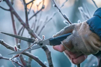 Przycinanie drzew owocowych w odpowiednim momencie prawda, której nikt ci nie mówi