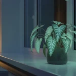 Rośliny doniczkowe, które świecą w ciemności czy to naprawdę możliwe w polskim mieszkaniu