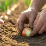 Sadzenie cebuli błąd, który popełnia 8 na 10 ogrodników i niszczy zbiory zanim się zaczną