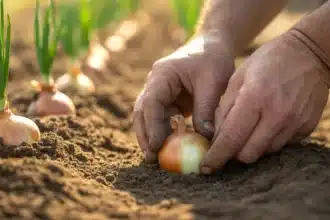 Sadzenie cebuli błąd, który popełnia 8 na 10 ogrodników i niszczy zbiory zanim się zaczną