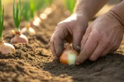 Sadzenie cebuli błąd, który popełnia 8 na 10 ogrodników i niszczy zbiory zanim się zaczną