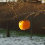 Sadzenie chińskiego drzewa owocowego w Polsce co musisz wiedzieć, zanim wbijesz łopatę w ziemię