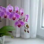 Storczyk falenopsis po przekwitnięciu na parapecie w marcu – błąd w pielęgnacji niszczy kwitnienie