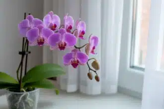 Storczyk falenopsis po przekwitnięciu na parapecie w marcu – błąd w pielęgnacji niszczy kwitnienie