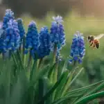 Szafirki Muscari armeniacum w pełnym kwitnieniu – kobaltowe grona kwiatów w wiosennym ogrodzie