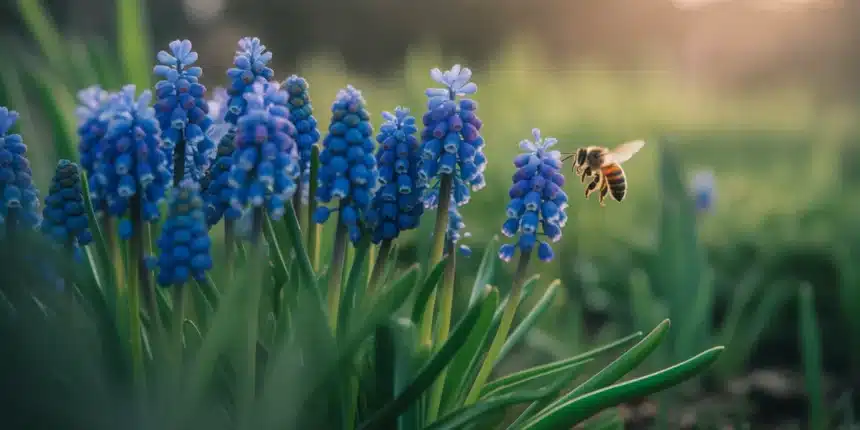 Szafirki Muscari armeniacum w pełnym kwitnieniu – kobaltowe grona kwiatów w wiosennym ogrodzie