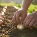 Technika ogrodnika z TikToka, która zmienia sposób sadzenia cebuli w Polsce