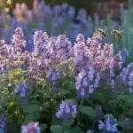 Kocimiętka Blue Planet w pełnym kwitnieniu – intensywne niebieskofioletowe kwiatostany na rabacie ogrodowej, 2026