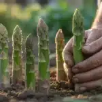 Świeże pędy szparagów wyrastające z ziemi w ogrodzie – technika sadzenia w kopczyku, kwiecień