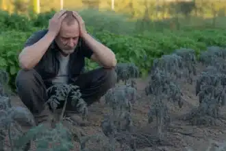 Ogrodnik sadzący pomidory zbyt wcześnie przed 15 maja – błąd, który niszczy plony przez całe lato