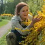 Janowiec lidyjski (Genista lydia) w pełnym kwitnieniu – złocistożółte kwiaty obsypujące płożący krzew w ogrodzie skalnym