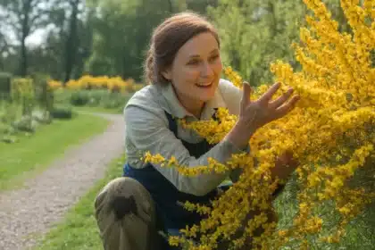 Janowiec lidyjski (Genista lydia) w pełnym kwitnieniu – złocistożółte kwiaty obsypujące płożący krzew w ogrodzie skalnym