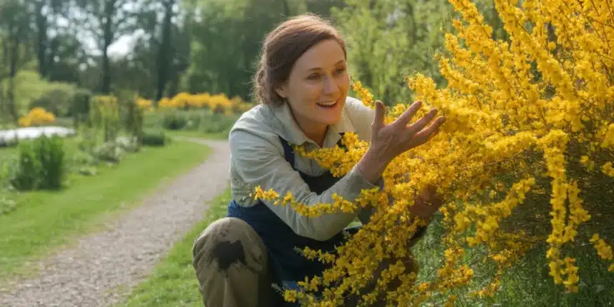 Janowiec lidyjski (Genista lydia) w pełnym kwitnieniu – złocistożółte kwiaty obsypujące płożący krzew w ogrodzie skalnym